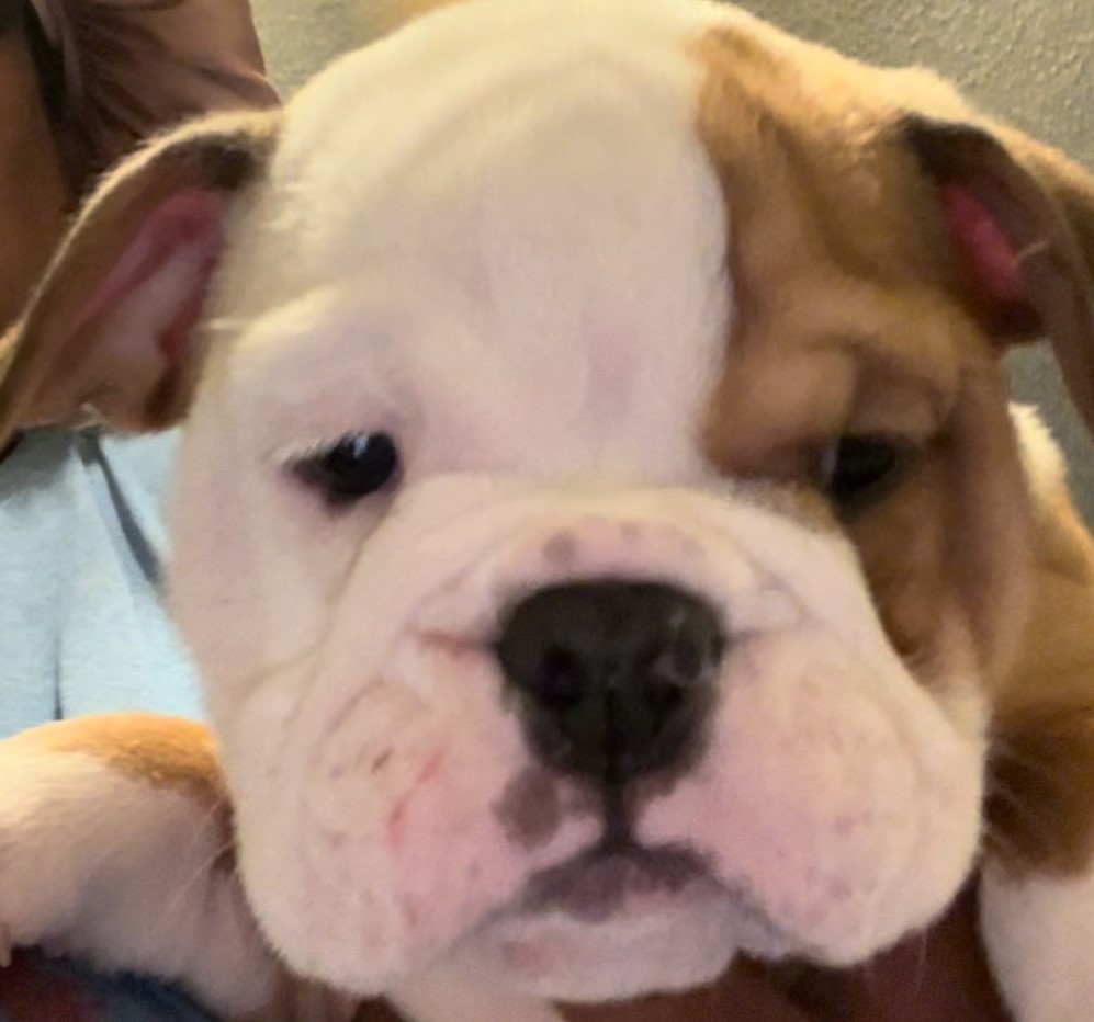 English Bulldog puppy named Han Solo, quiet and stoic but energetic when given the opportunity.