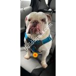 English Bulldog sitting in the back seat of a car