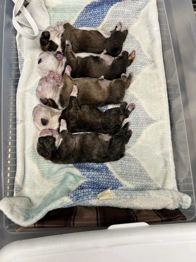 Newborn English Bulldog puppies lined up on their left side