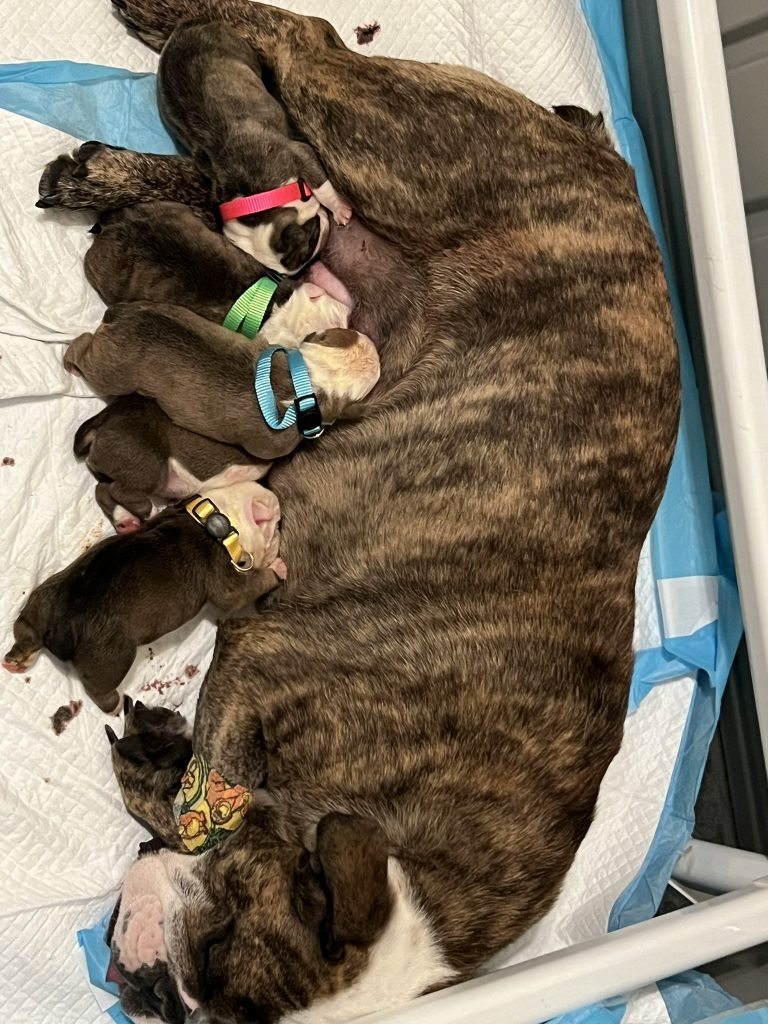 Newborn English Bulldog puppies feeding for the first time