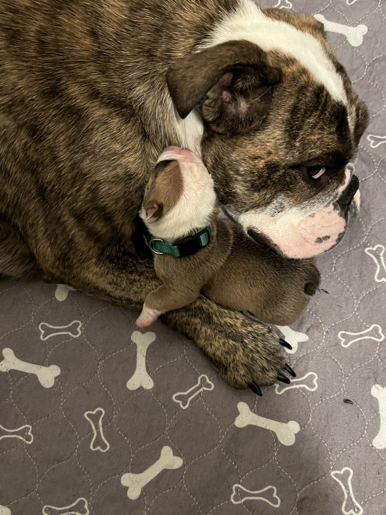 English Bulldog momma with a puppy climbing on her arm