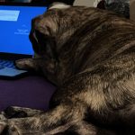 English Bulldog dam with her paw on the keyboard looking at the laptop