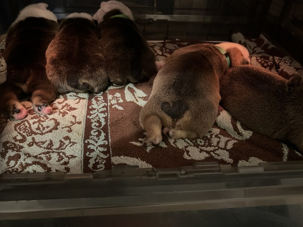 Newborn English Bulldog puppies' bottoms in an incubator.