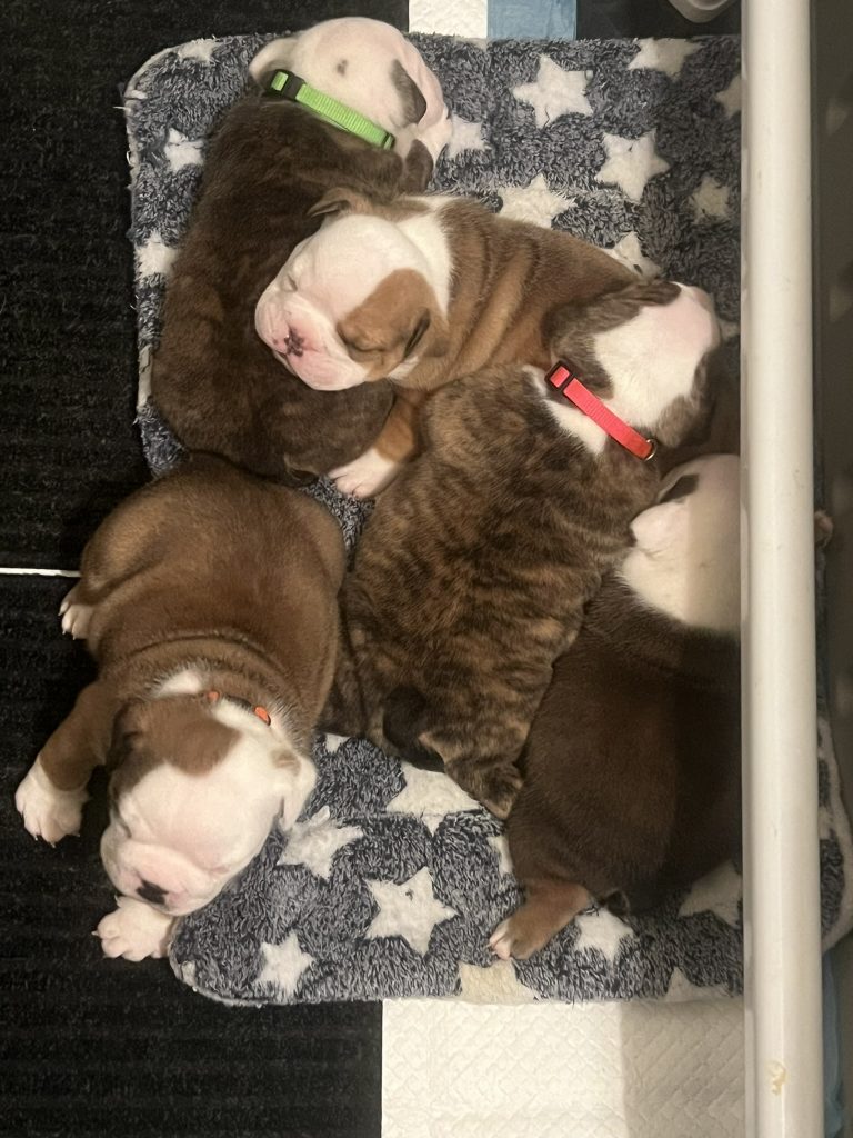 Newborn English Bulldog puppies laying on each other in their pen