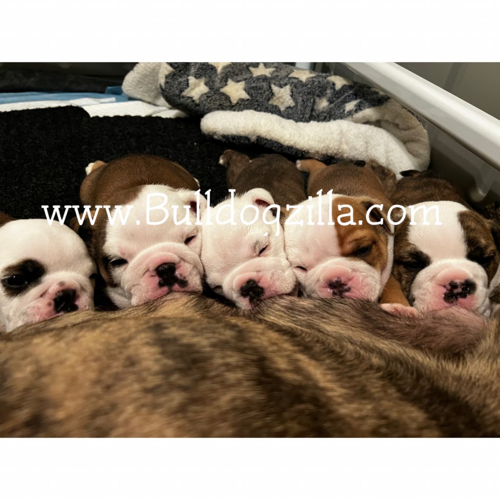 Newborn English Bulldog puppies lined up nursing on their mother