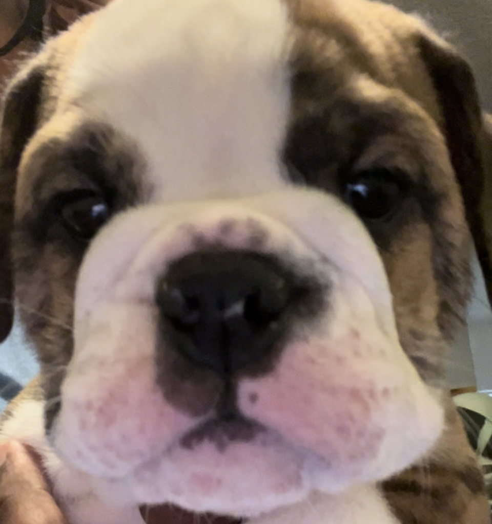English Bulldog puppy named Leia who always has to have the last word