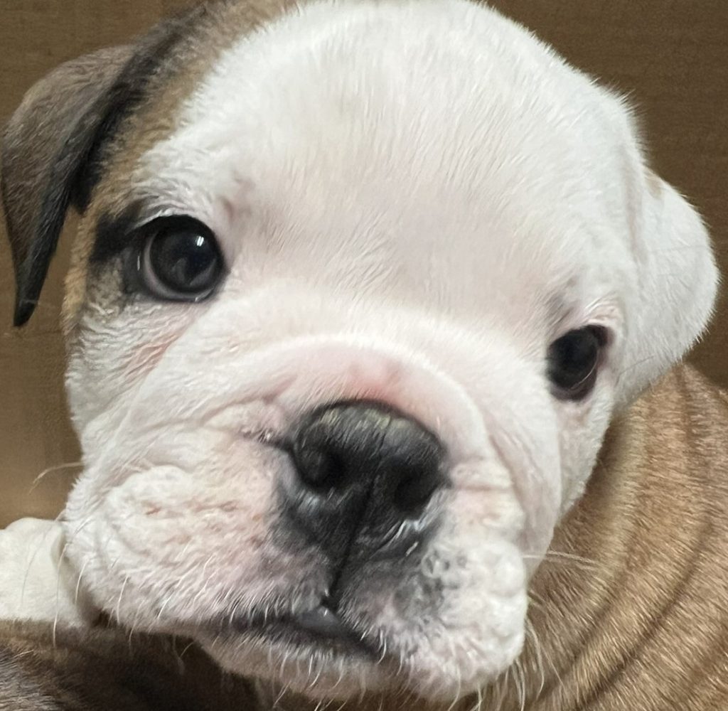 English Bulldog puppy named Luke, now adopted and renamed Teddy.