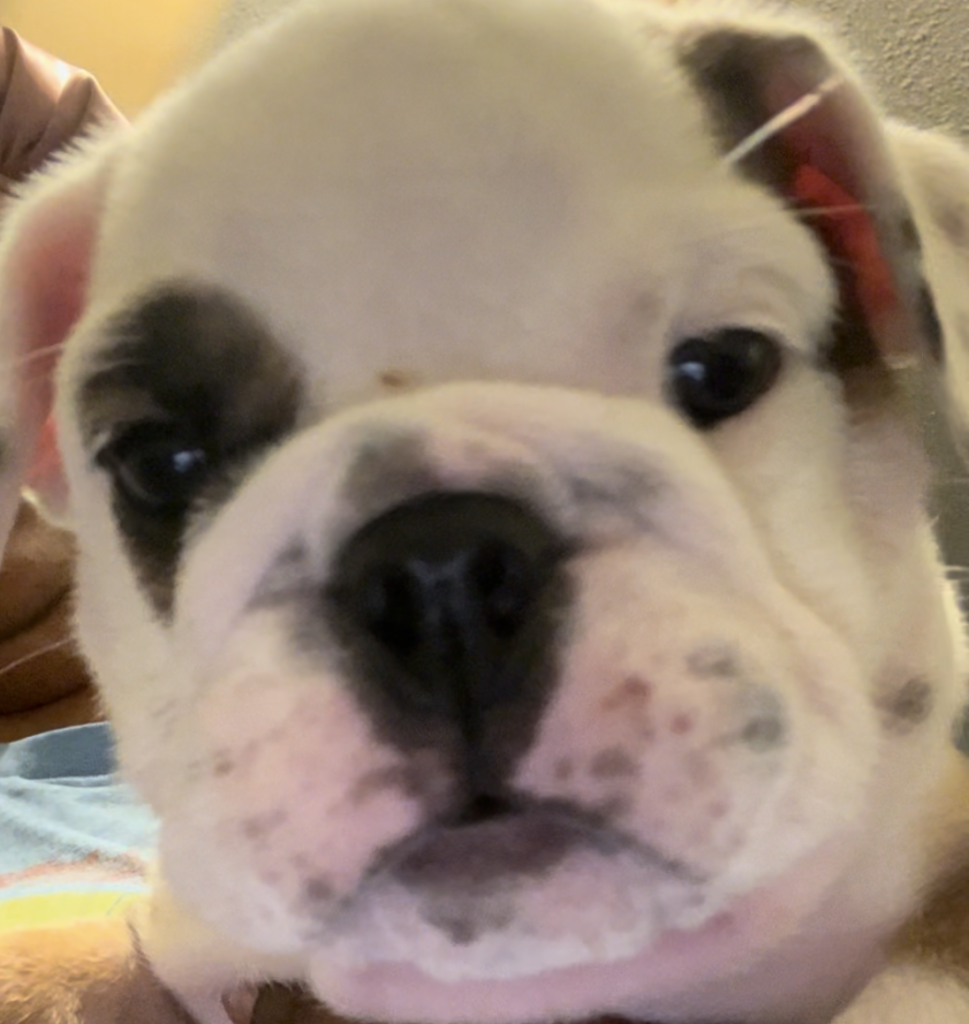 English Bulldog puppy named Obiwan, tiny but mighty and the bravest of the bunch.