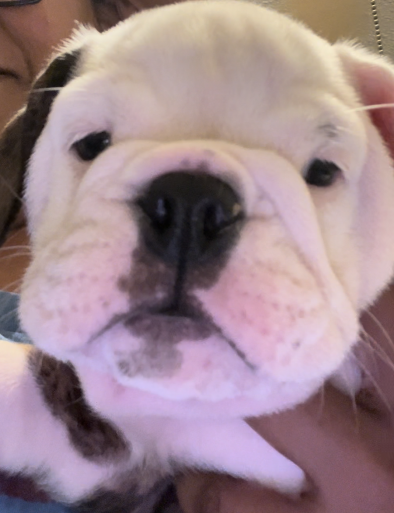English Bulldog puppy named Padme available for adoption.